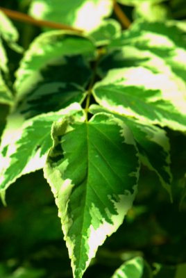 Aralia elata 'Variegata' - arálie štíhlá - list
